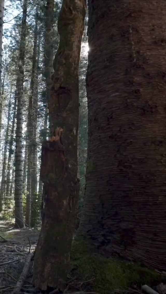 A contemporary interior where space, light, and nature exist in perfect balance. This Bolshakova Studio project is designed as an open, flowing environment that feels both expansive and intimate. Clean architectural lines are softened by warm textures, natural stone, and wood, creating a calm and refined atmosphere that invites everyday living.

Panoramic glazing blurs the boundary between indoors and outdoors, allowing greenery and daylight to become part of the interior experience. The sculptural staircase acts as a central architectural element, connecting levels with lightness and elegance. Every detail is intentional, resulting in a timeless, balanced space that reflects Bolshakova Studio’s philosophy of thoughtful, understated design.

Team: @natalybolshakova @andrii.shuliak
 @kalinina_iryna_ukraina  @olha_drachuk  @natalya_yanukovich @diloyan.e @arimanki @matskevychlera

Architecture: @vivas_architectural_bureau @vitaliy_vasyagin

Contact us: 
welcome@bolshakovastudio.com
www.bolshakovastudio.com